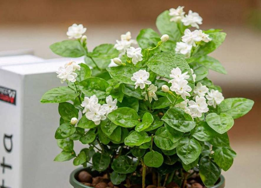茉莉花的花语与寓意（茉莉花的美丽寓意与送花对象）