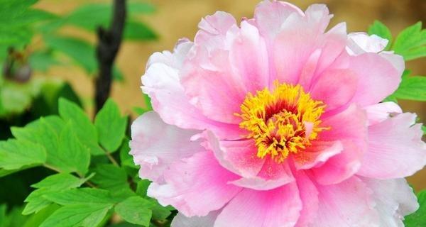 牡丹花的象征意义（探寻牡丹花的文化内涵）