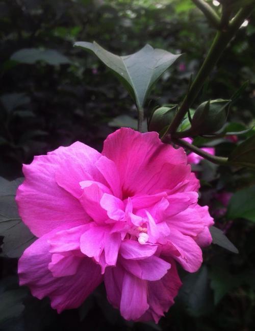 木槿花的花语与寓意（探寻木槿花的花语之美）