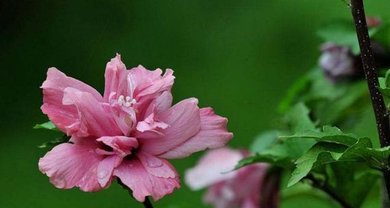 木槿花的花语与寓意（探索木槿花的深层含义）