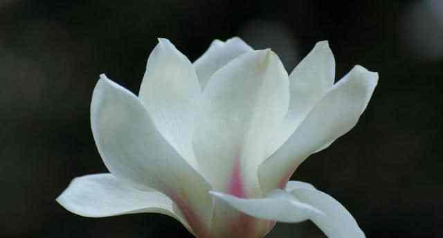 木兰花的花语与药用价值（传承千年的美丽与健康之花）