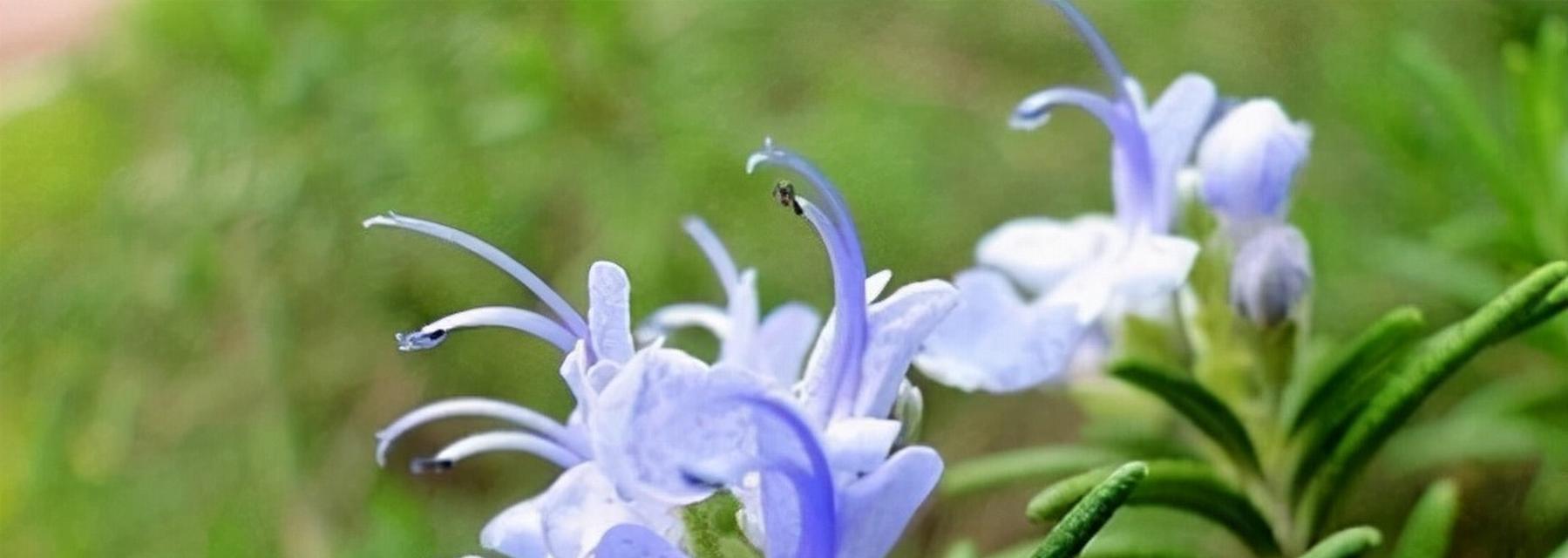 木兰花（探究木兰花的花语与寓意）