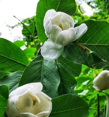 木兰花的花语与意义（探寻木兰花的深层寓意和象征意义）