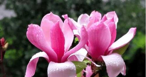 木兰花的花语与意义（探寻木兰花的深层寓意和象征意义）