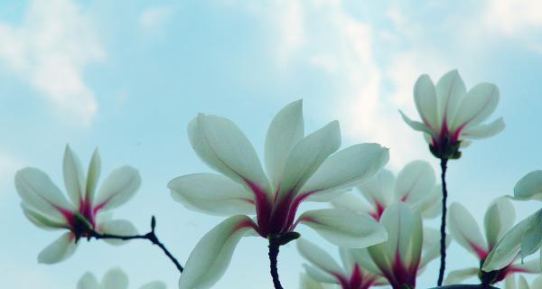 木兰花的花语与意义（探寻木兰花的深层寓意和象征意义）