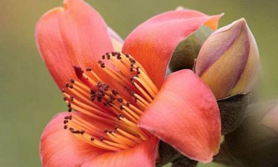 木棉花花语之美——象征热情与希望（木棉花的花语传递的意义及其美丽魅力）