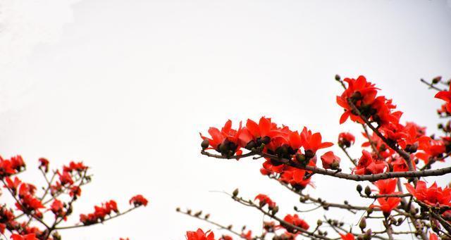 木棉花的花语与寓意（探索木棉花的美丽寓意与深刻花语）