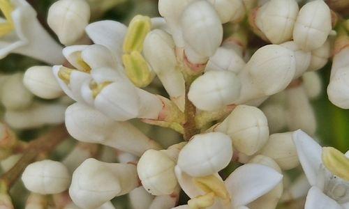 女贞花的花语与含义（深入探究女贞花的神秘花语）