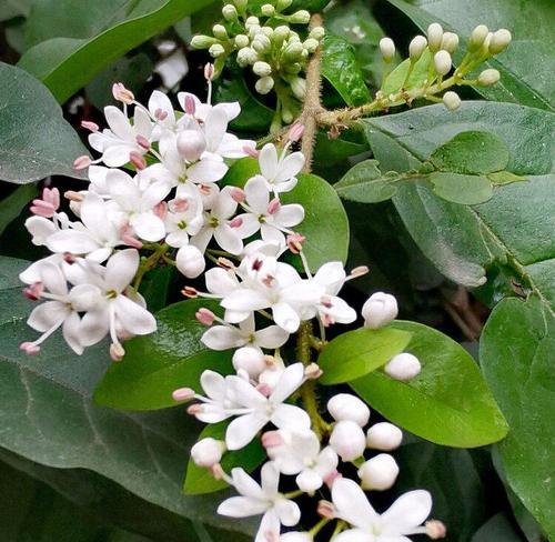女贞花的花语与含义（深入探究女贞花的神秘花语）