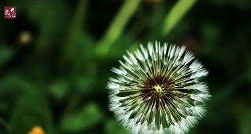 蒲公英的花语与寓意（揭秘蒲公英）