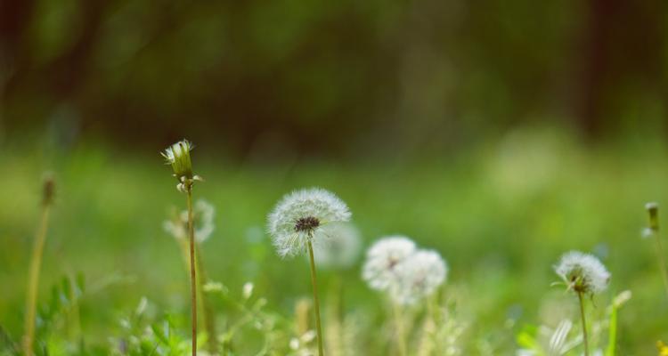 蒲公英的花语与寓意（揭秘蒲公英）