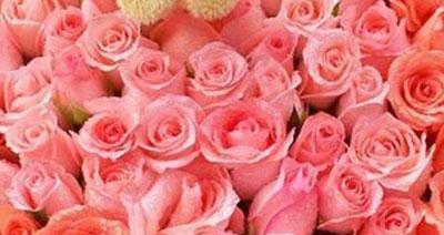 浅粉色玫瑰的花语——爱的宣言（探寻浅粉色玫瑰所传递的情感及含义）
