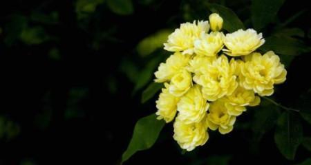蔷薇花的寓意与美丽（探寻蔷薇花的传世之美）