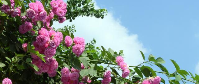 蔷薇花的寓意与象征意义（美丽与矛盾共存的花朵——蔷薇的秘密）