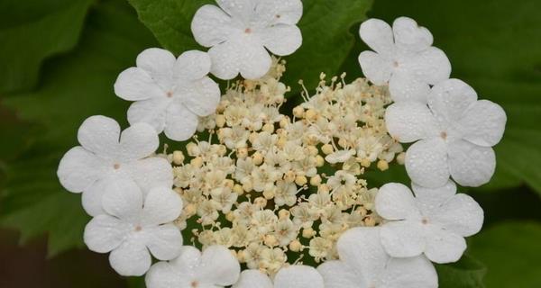 以琼花（以琼花的花语及其深刻内涵）