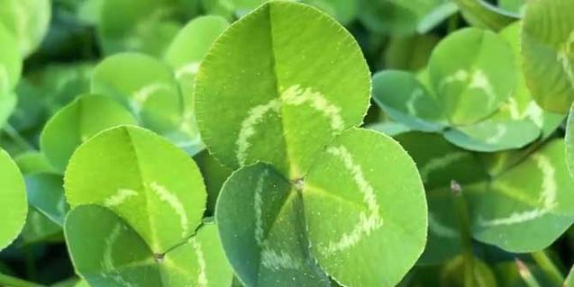 三叶草的含义与花语（揭开三叶草的神秘面纱）