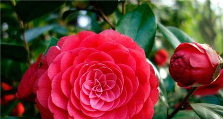 山茶花的花语及其寓意（探索山茶花所传达的情感和含义）