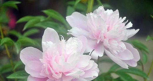 芍药花的花语与象征（探寻芍药花的意义与象征力）