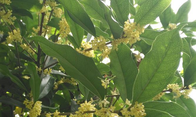 桂花树种植方法是什么（盆栽桂花的养护技巧）