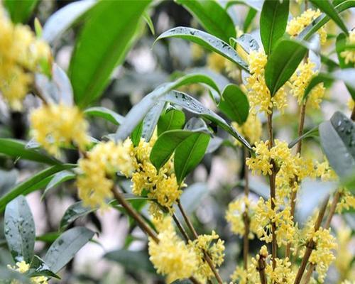 桂花树种植方法是什么（盆栽桂花的养护技巧）