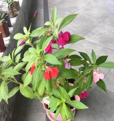 凤仙花怎么种好看（凤仙花的正确种植方法）