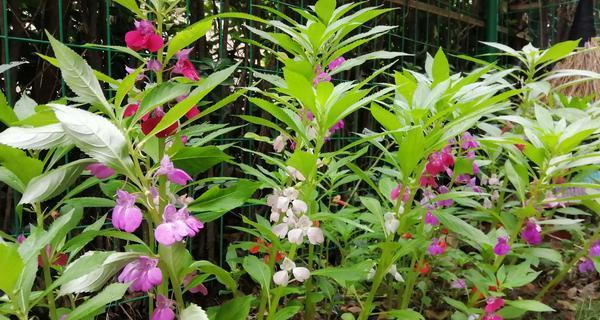 凤仙花怎么种好看（凤仙花的正确种植方法）