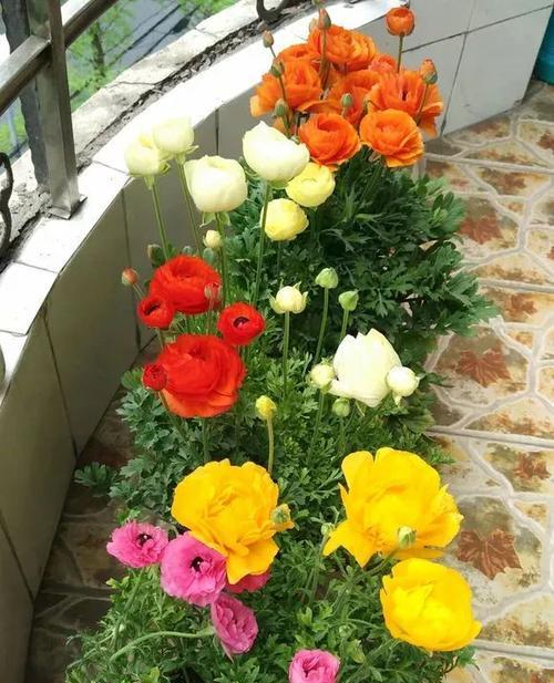 花毛樱的养殖方法和时间（打造花园中的绚丽花海）
