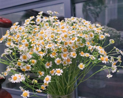 小雏菊花怎么养(小雏菊花的养护小妙招)