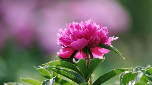 代表爱情的花都有哪些（盘点10种象征爱情的花）