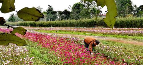 格桑花什么时候播种（格桑花播种时间和方法）