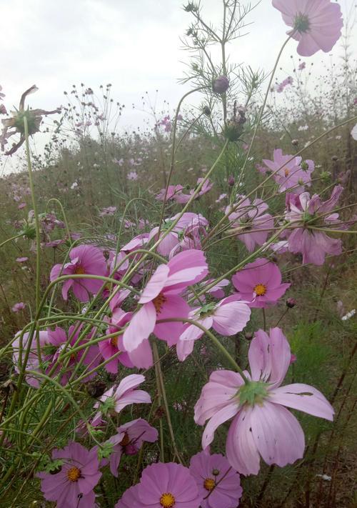 格桑花什么时候播种（格桑花播种时间和方法）