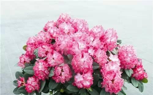 四季开花的栀子花品种有哪些（有关四季开花的栀子花品种排名）