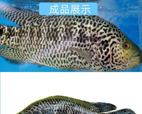石斑鱼养殖技术和环境（探索石斑鱼养殖的要点和关键因素）