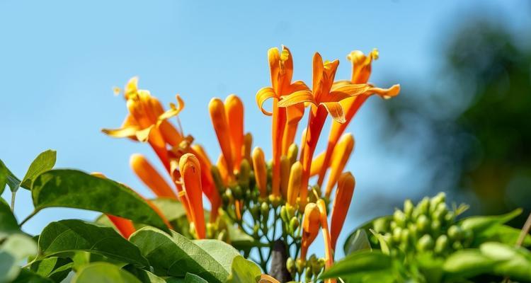 炮仗花几月份开花（有关炮仗花种植方法）