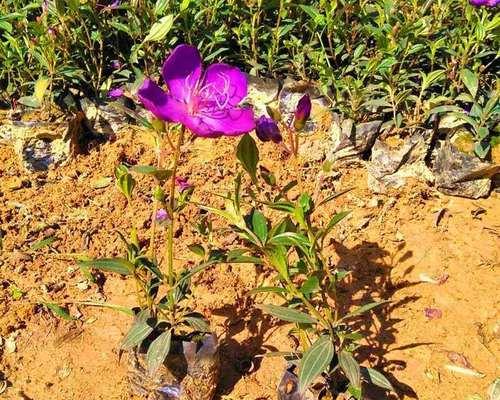 牡丹花开花后怎么修剪（盆栽牡丹花的种植步骤）