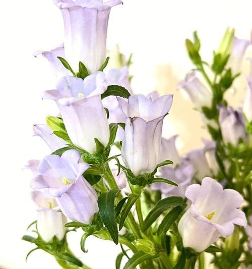 紫风铃花怎么养（紫藤的养殖方法和注意事项）