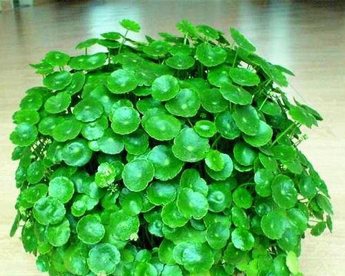 金钱草怎么养植（金钱草的养殖方法讲解）