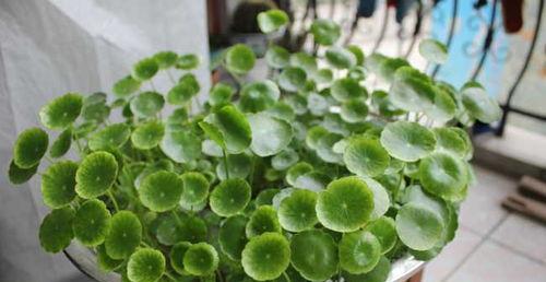 金钱草怎么养植（金钱草的养殖方法讲解）