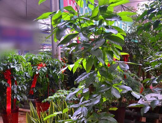 发财树种植方法与技巧（从选种到养护）
