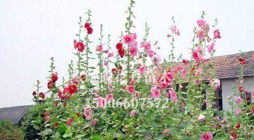 蜀葵怎样种植（蜀葵种植方法和时间）