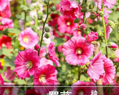 蜀葵怎样种植（蜀葵种植方法和时间）