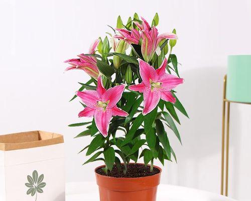 香水百合花怎么养殖（香水百合养护技巧）