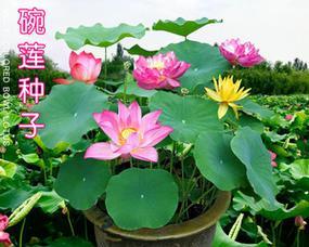鱼缸睡莲的种植方法