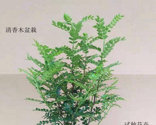 清香木怎么养才茂盛（清香木的养殖方法和注意事项）