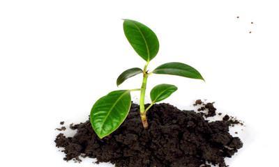 保护土壤的措施有哪些（花卉种植土壤管理技术）