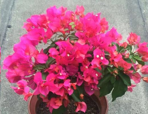 三角梅怎么开花不断（详解三角梅快速催花技巧）