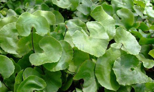 铁线蕨的养护要点是什么（铁线蕨种植方法讲解）