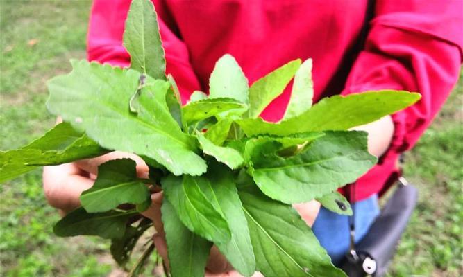 野菜种植时间和方法