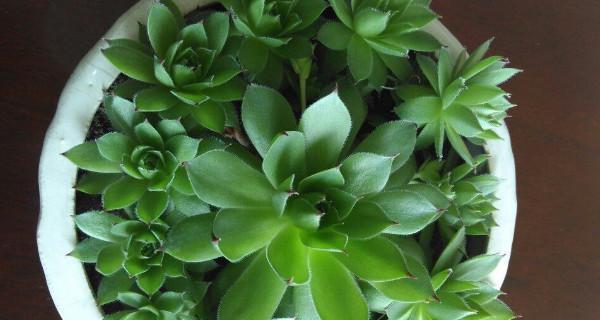 观音莲植物怎么养（观音莲的养殖注意事项）