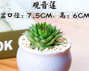 观音莲植物怎么养（观音莲的养殖注意事项）